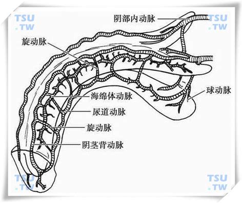 男性阴茎|阴茎结构图